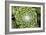 Arachnoideum Succulent I-Erin Berzel-Framed Photographic Print