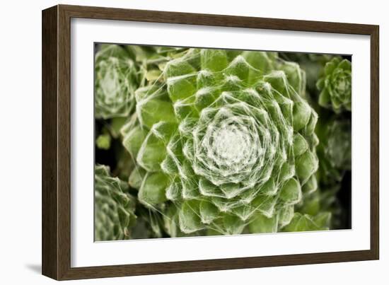 Arachnoideum Succulent I-Erin Berzel-Framed Photographic Print