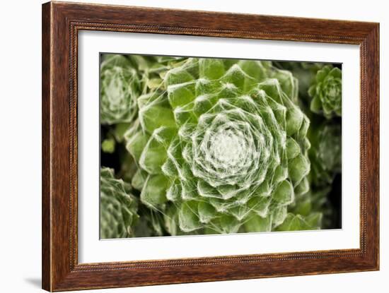 Arachnoideum Succulent I-Erin Berzel-Framed Photographic Print