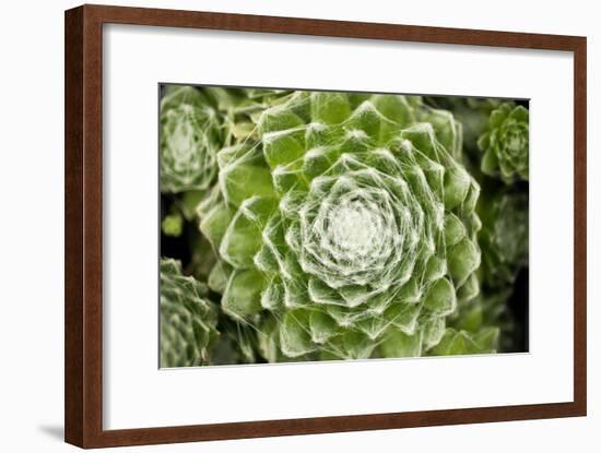 Arachnoideum Succulent I-Erin Berzel-Framed Photographic Print