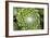 Arachnoideum Succulent I-Erin Berzel-Framed Photographic Print