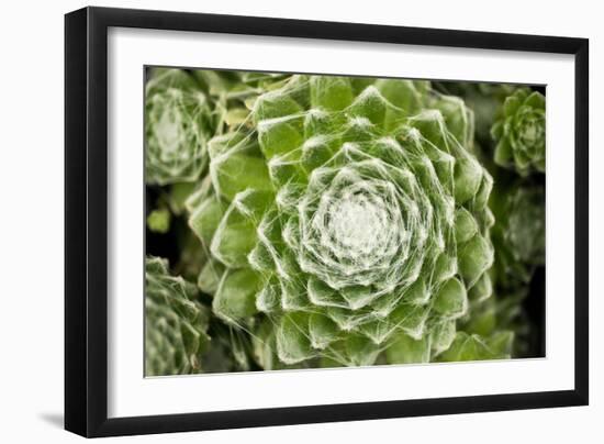 Arachnoideum Succulent I-Erin Berzel-Framed Photographic Print