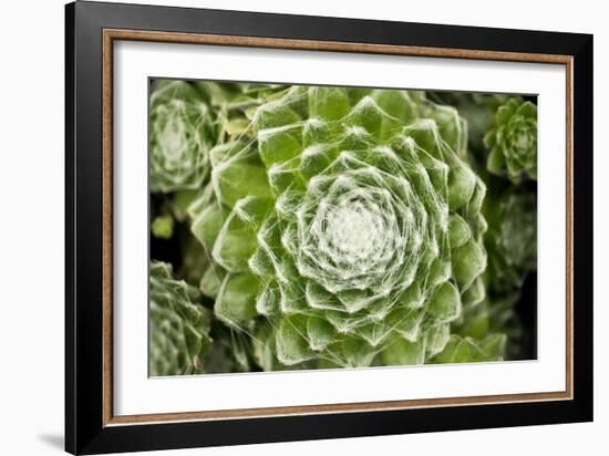 Arachnoideum Succulent I-Erin Berzel-Framed Photographic Print