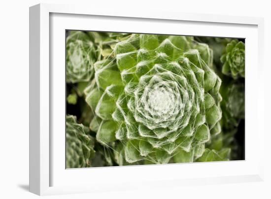 Arachnoideum Succulent I-Erin Berzel-Framed Photographic Print