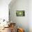 Arachnoideum Succulent I-Erin Berzel-Mounted Photographic Print displayed on a wall