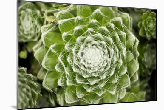 Arachnoideum Succulent I-Erin Berzel-Mounted Photographic Print