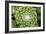 Arachnoideum Succulent I-Erin Berzel-Framed Photographic Print