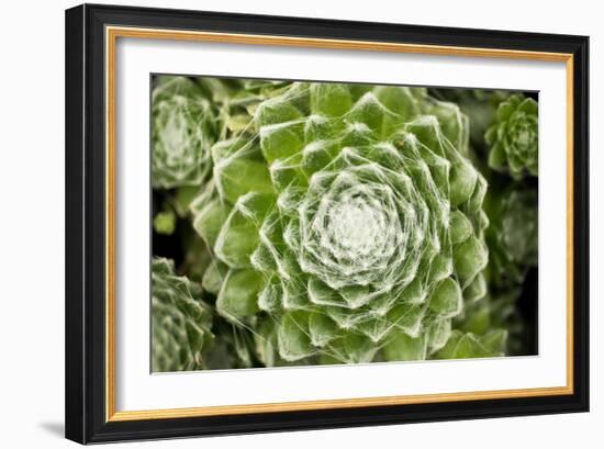 Arachnoideum Succulent I-Erin Berzel-Framed Photographic Print