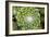 Arachnoideum Succulent I-Erin Berzel-Framed Photographic Print