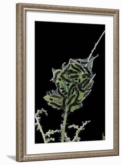 Araschnia Levana (Map Butterfly) - Caterpillars on Stinging Nettle Leaf-Paul Starosta-Framed Photographic Print