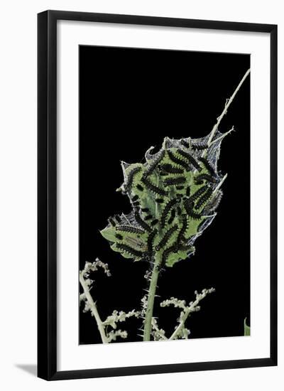 Araschnia Levana (Map Butterfly) - Caterpillars on Stinging Nettle Leaf-Paul Starosta-Framed Photographic Print