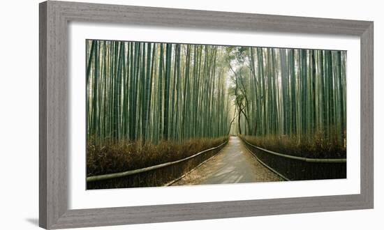 Arashiyama bamboo forest, Kyoto Prefecture, Kinki Region, Honshu, Japan-Panoramic Images-Framed Photographic Print