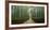 Arashiyama bamboo forest, Kyoto Prefecture, Kinki Region, Honshu, Japan-Panoramic Images-Framed Photographic Print