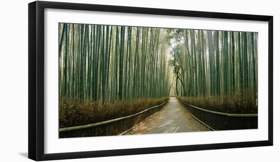 Arashiyama bamboo forest, Kyoto Prefecture, Kinki Region, Honshu, Japan-Panoramic Images-Framed Photographic Print