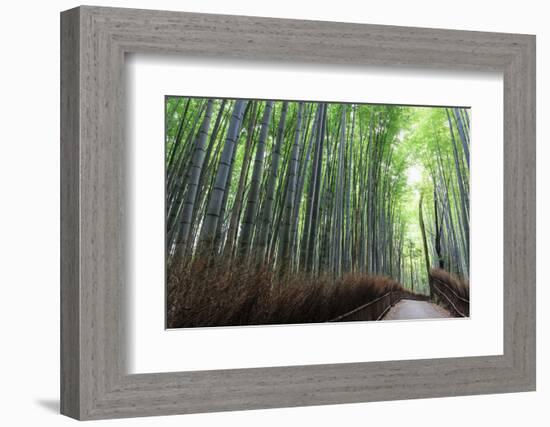 Arashiyama Bamboo Grove in Summer, Arashiyama, Western Kyoto, Japan, Asia-Eleanor Scriven-Framed Photographic Print