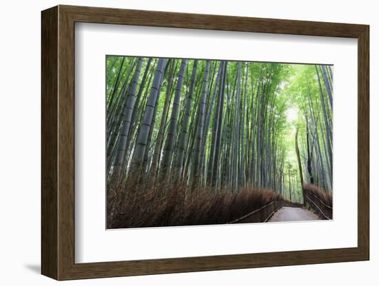 Arashiyama Bamboo Grove in Summer, Arashiyama, Western Kyoto, Japan, Asia-Eleanor Scriven-Framed Photographic Print