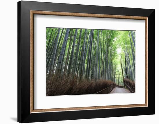 Arashiyama Bamboo Grove in Summer, Arashiyama, Western Kyoto, Japan, Asia-Eleanor Scriven-Framed Photographic Print