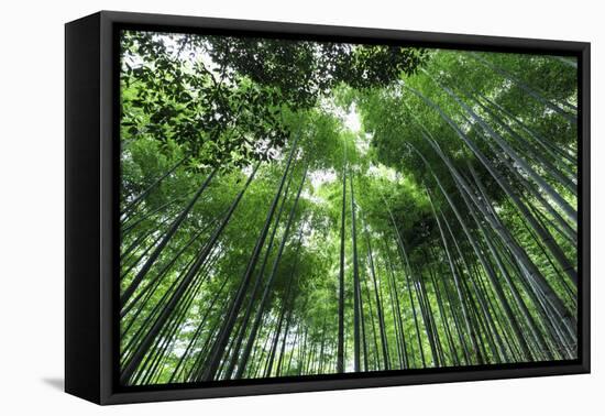 Arashiyama Bamboo Grove in Summer, Arashiyama, Western Kyoto, Japan, Asia-Eleanor Scriven-Framed Premier Image Canvas