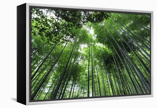 Arashiyama Bamboo Grove in Summer, Arashiyama, Western Kyoto, Japan, Asia-Eleanor Scriven-Framed Premier Image Canvas