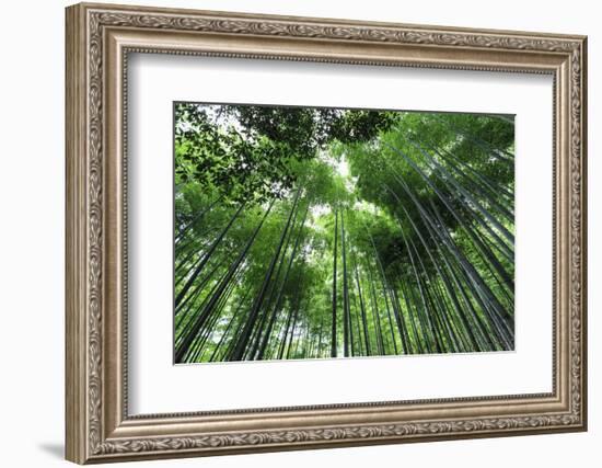 Arashiyama Bamboo Grove in Summer, Arashiyama, Western Kyoto, Japan, Asia-Eleanor Scriven-Framed Photographic Print