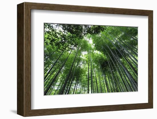 Arashiyama Bamboo Grove in Summer, Arashiyama, Western Kyoto, Japan, Asia-Eleanor Scriven-Framed Photographic Print