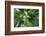 Arashiyama Bamboo Grove in Summer, Arashiyama, Western Kyoto, Japan, Asia-Eleanor Scriven-Framed Photographic Print