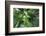 Arashiyama Bamboo Grove in Summer, Arashiyama, Western Kyoto, Japan, Asia-Eleanor Scriven-Framed Photographic Print