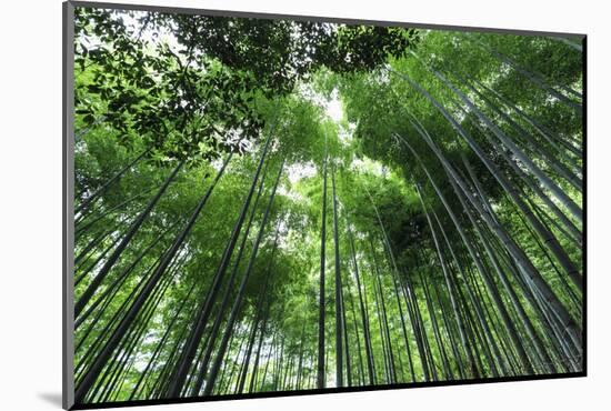 Arashiyama Bamboo Grove in Summer, Arashiyama, Western Kyoto, Japan, Asia-Eleanor Scriven-Mounted Photographic Print