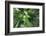 Arashiyama Bamboo Grove in Summer, Arashiyama, Western Kyoto, Japan, Asia-Eleanor Scriven-Framed Photographic Print