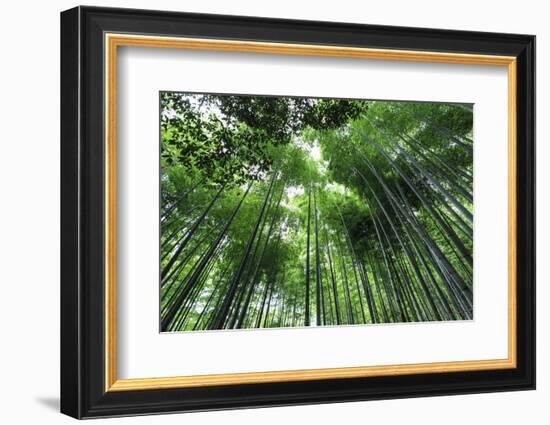 Arashiyama Bamboo Grove in Summer, Arashiyama, Western Kyoto, Japan, Asia-Eleanor Scriven-Framed Photographic Print