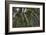 Arashiyama Bamboo Grove-null-Framed Art Print