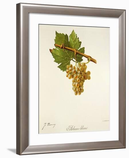 Arbane Blanc Grape-J. Troncy-Framed Giclee Print