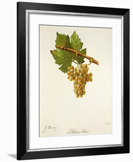 Arbane Blanc Grape-J. Troncy-Framed Giclee Print