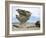 Arbol De Piedra, Wind Eroded Rock Near Laguna Colorada, Southwest Highlands, Bolivia, South America-Tony Waltham-Framed Photographic Print