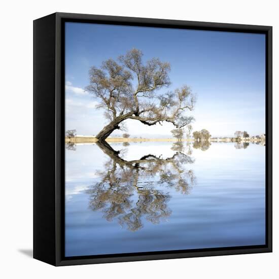 Arbol en Agua 2 Color-Moises Levy-Framed Premier Image Canvas