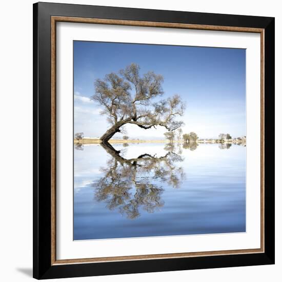 Arbol en Agua 2 Color-Moises Levy-Framed Photographic Print