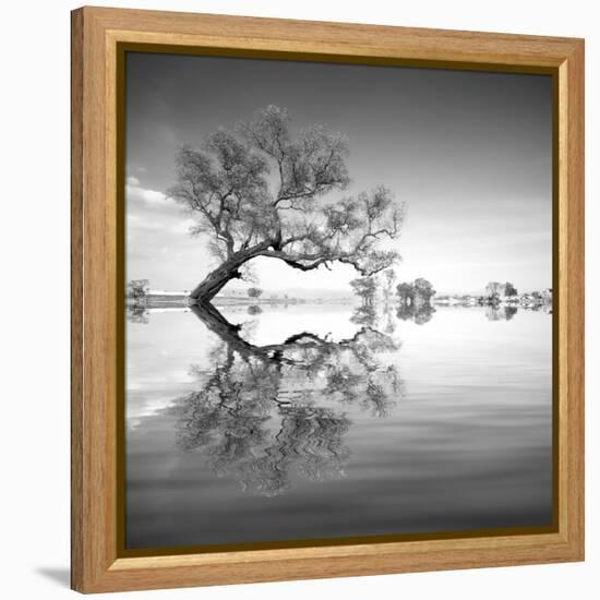 Arbol en Agua 3 BN-Moises Levy-Framed Premier Image Canvas