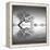 Arbol en Agua 3 BN-Moises Levy-Framed Premier Image Canvas