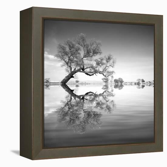 Arbol en Agua 3 BN-Moises Levy-Framed Premier Image Canvas