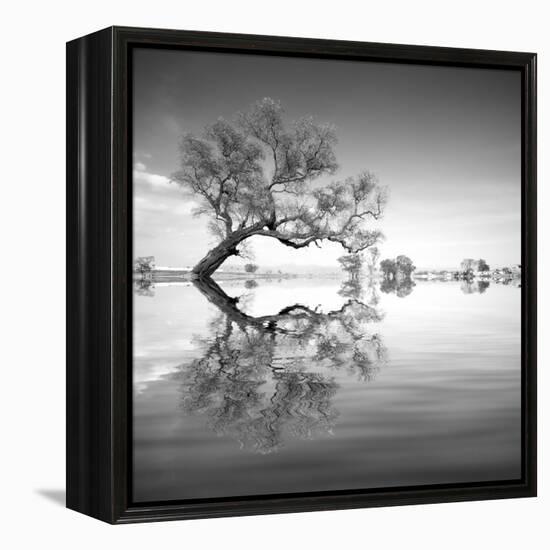 Arbol en Agua 3 BN-Moises Levy-Framed Premier Image Canvas