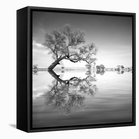 Arbol en Agua 3 BN-Moises Levy-Framed Premier Image Canvas