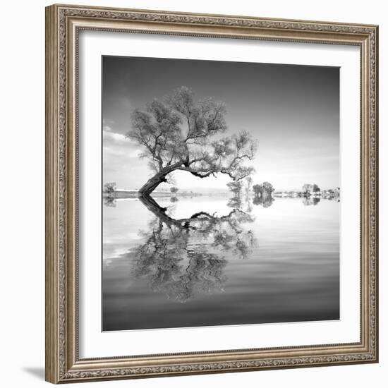 Arbol en Agua 3 BN-Moises Levy-Framed Photographic Print