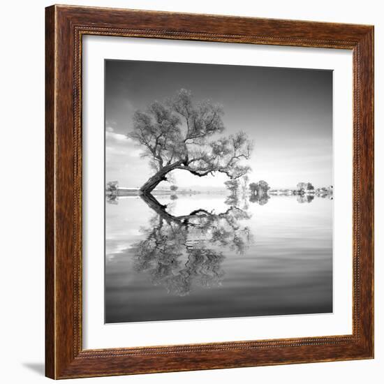 Arbol en Agua 3 BN-Moises Levy-Framed Photographic Print