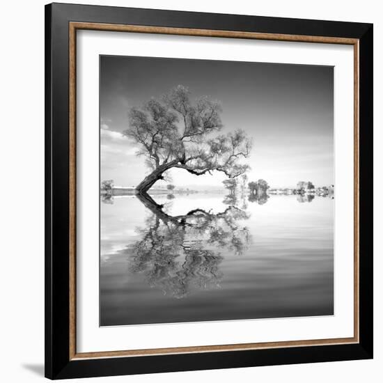 Arbol en Agua 3 BN-Moises Levy-Framed Photographic Print