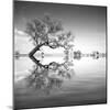 Arbol en Agua 3 BN-Moises Levy-Mounted Photographic Print