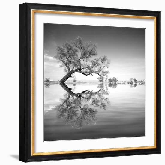 Arbol en Agua 3 BN-Moises Levy-Framed Photographic Print