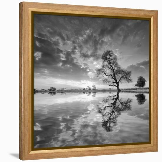 Arbol en Agua 5 BN-Moises Levy-Framed Premier Image Canvas