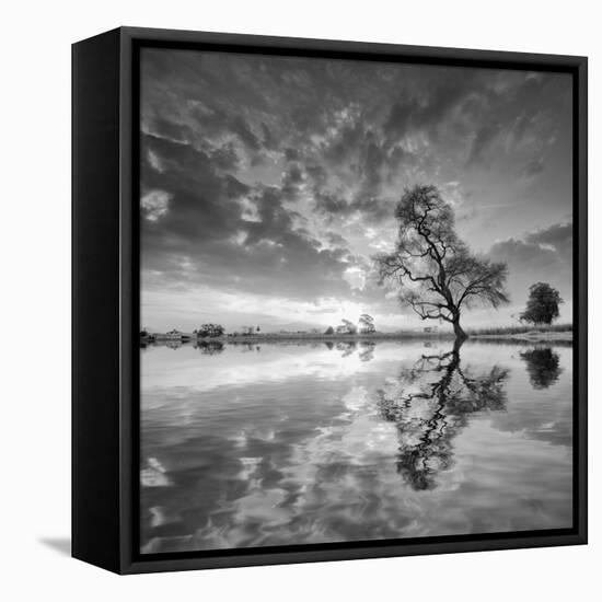 Arbol en Agua 5 BN-Moises Levy-Framed Premier Image Canvas