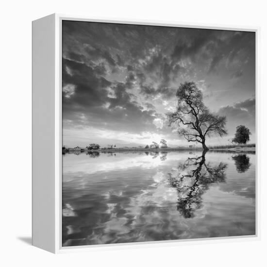 Arbol en Agua 5 BN-Moises Levy-Framed Premier Image Canvas