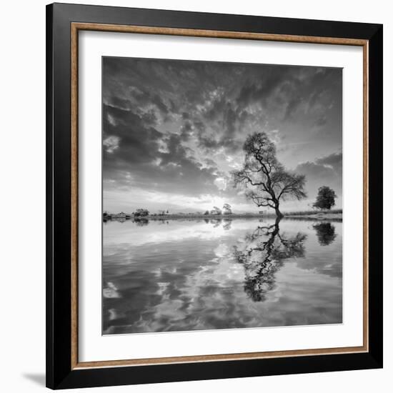 Arbol en Agua 5 BN-Moises Levy-Framed Photographic Print